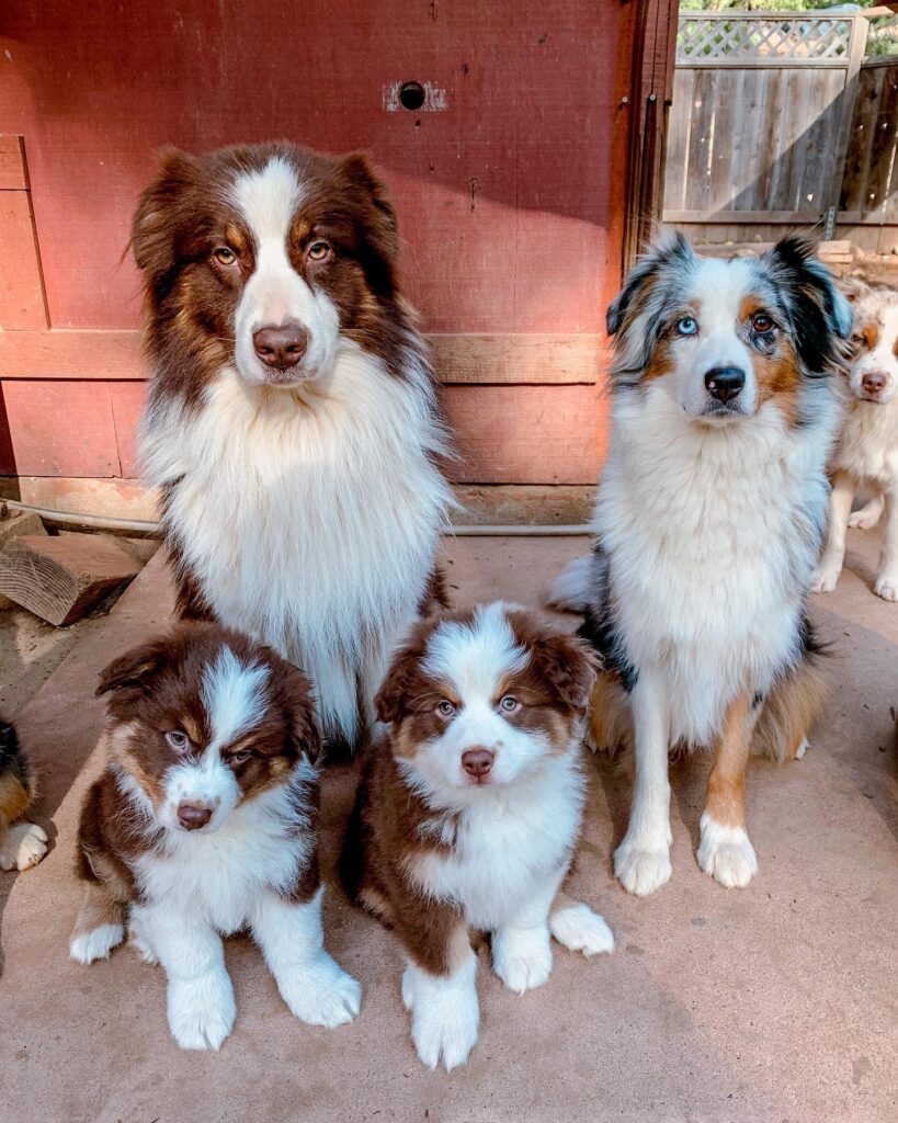 Australian Shepherd for sale UK