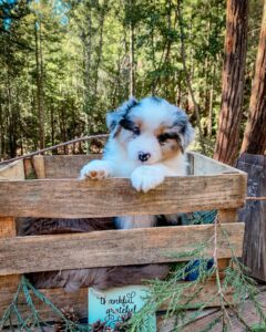 Best Australian Shepherd breeder in West Yorkshire