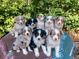 Reserve Australian Shepherd puppy UK