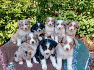 Australian Shepherd puppies available UK