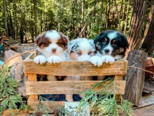 Black Tri Australian Shepherd puppies UK