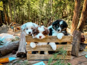 Red Merle Australian Shepherd puppy for sale UK