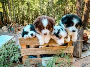 Mini Australian Shepherd puppies for sale UK delivery