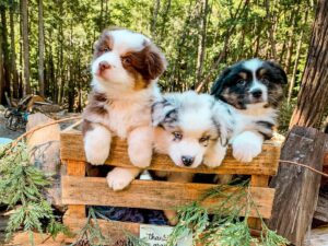 Trusted breeder for Australian Shepherd puppies UK