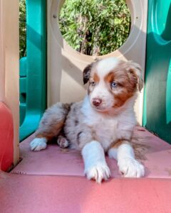 Australian Shepherd puppies West Yorkshire UK