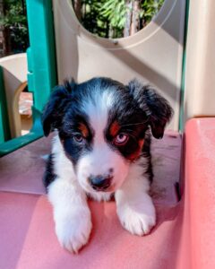 Australian Shepherd price UK