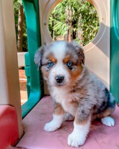 Toy Australian Shepherd for sale UK