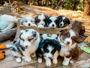 Australian Shepherd puppy in family home UK