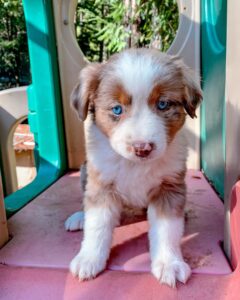 Mini Australian Shepherd for sale UK