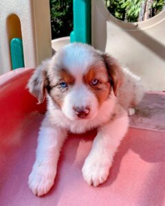 Blue Merle Australian Shepherd puppies UK