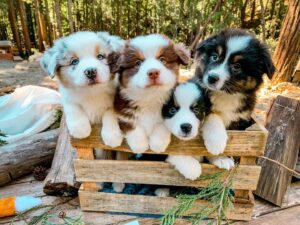Australian Shepherd puppies with vaccination and microchip UK