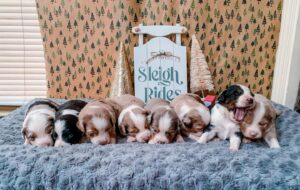 Vet checked puppies UK