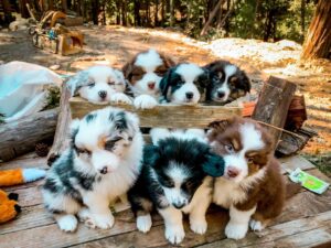 Healthy Australian Shepherd puppies available UK