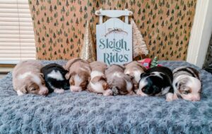 Ethical Australian Shepherd breeder UK