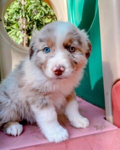 Australian Shepherd dogs for sale