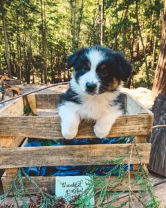 Mini Australian Shepherd puppies for sale UK delivery