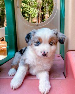 Australian Shepherd West Yorkshire