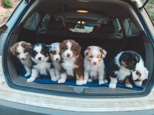 Australian Shepherd for sale UK