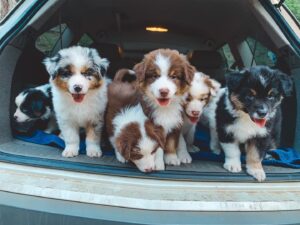 Australian Shepherd breeder UK