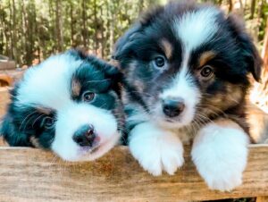 Black Australian Shepherd puppies for sale in UK