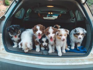 Aussie puppies for sale UK
