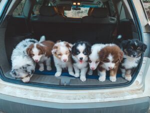 Australian Shepherd puppies for sale UK