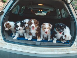 Buy Australian Shepherd UK