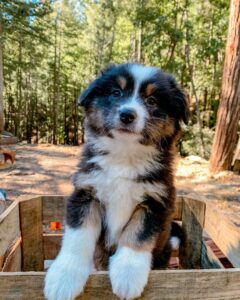 Mini Aussie puppy for sale in the UK