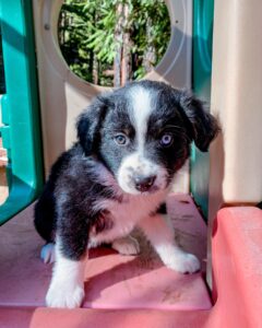 Trusted Australian Shepherd breeder UK