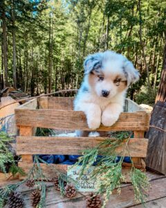 Australian Shepherd training UK for new owners