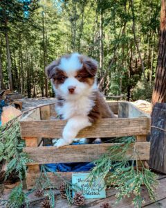 Vaccinated and microchipped puppies UK