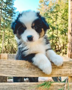 Black Australian Shepherd puppies UK