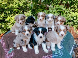 Australian Shepherd breeder West Yorkshire