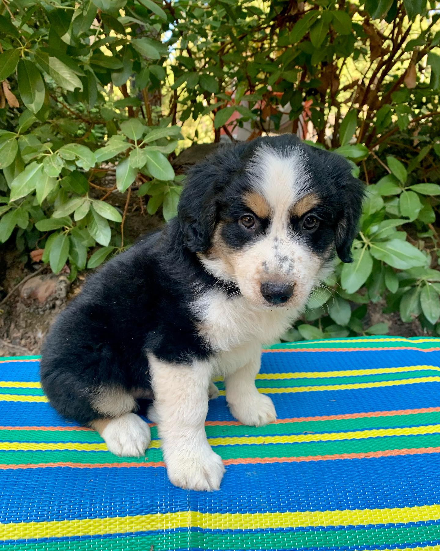 Black Tri Australian shepherd
