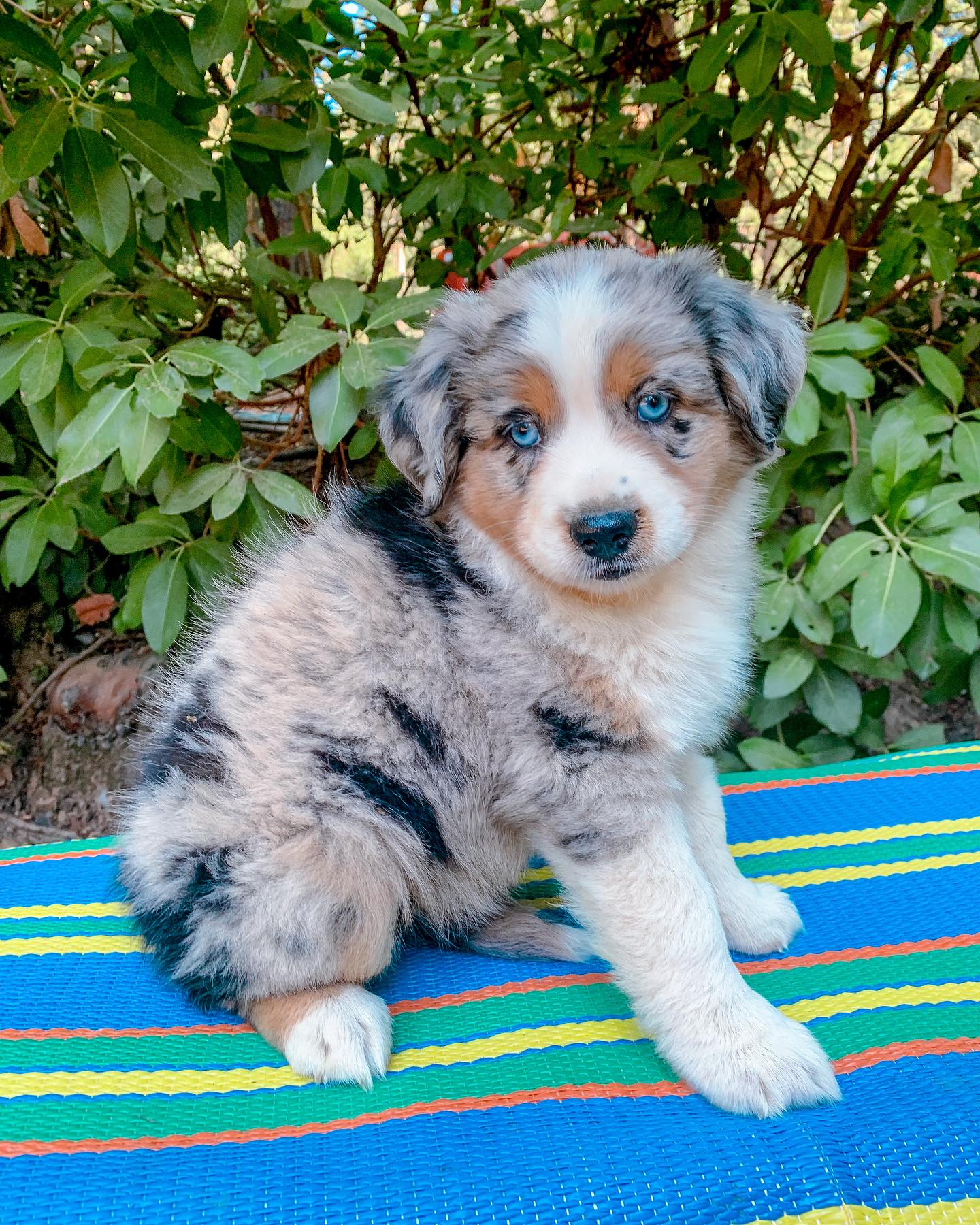 Australian Shepherd dogs for sale