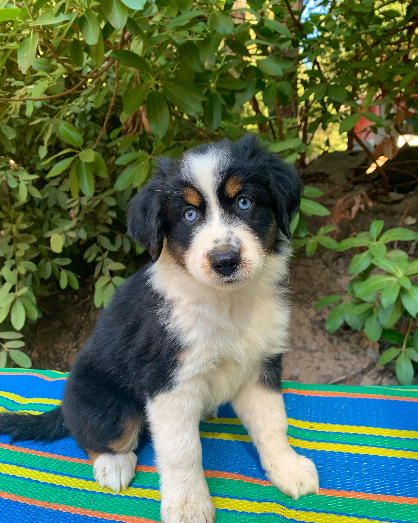 black tri Aussie puppy for sale in UK