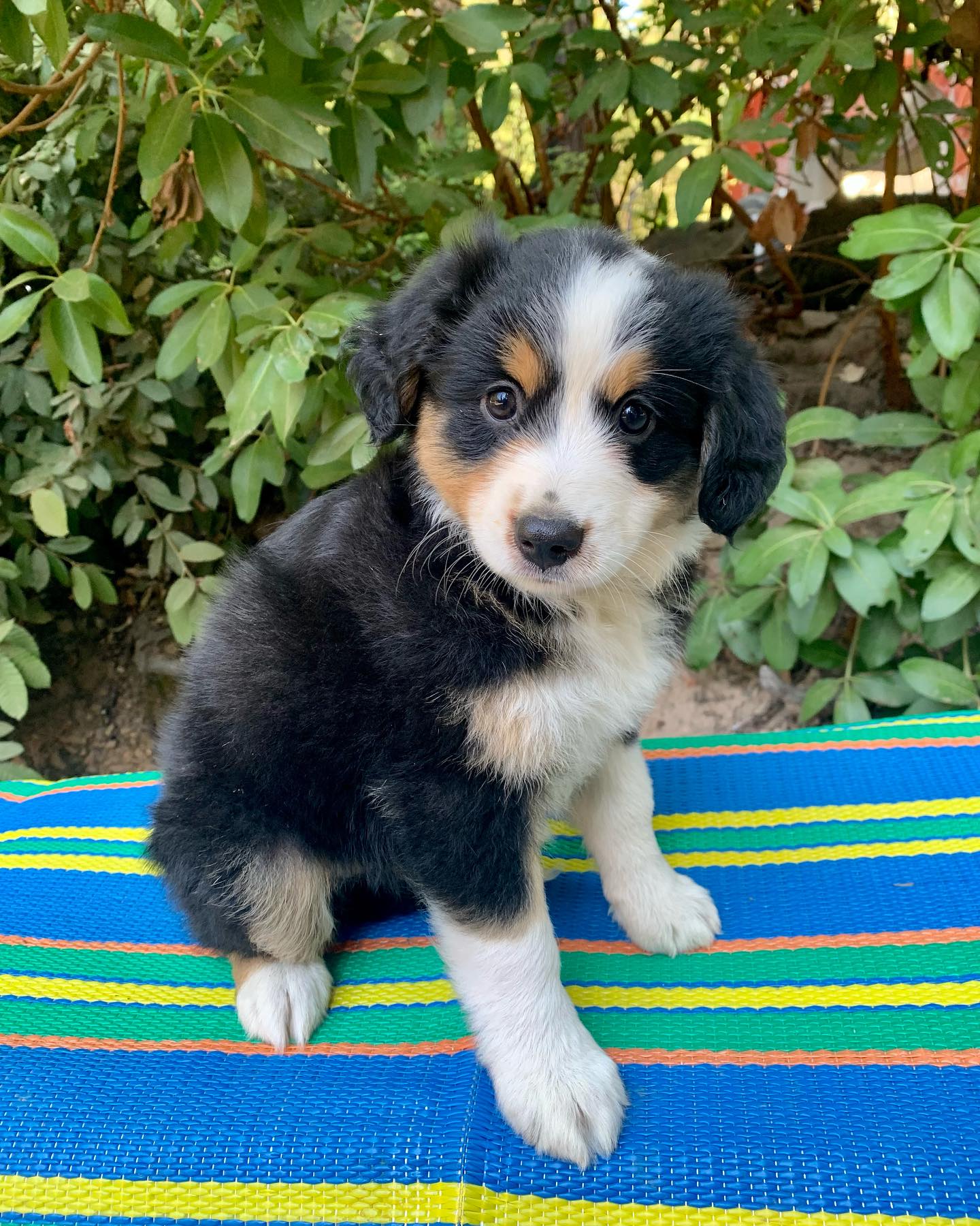 Black Tri aussie puppy