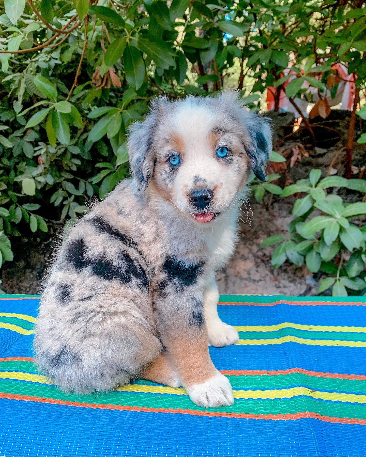 Blue merle aussie puppy for sale