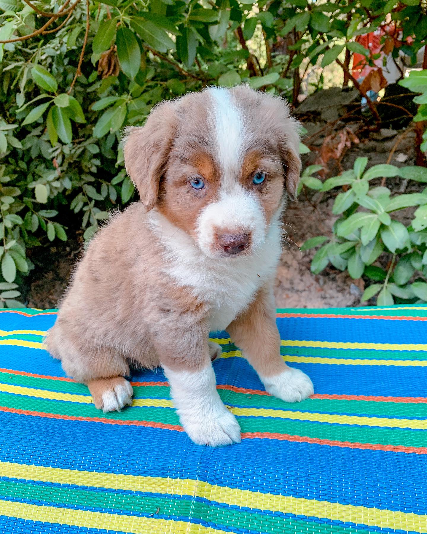 red merle Aussie puppy for sale in UK